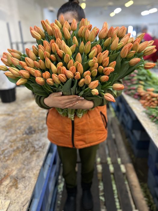 Заголовок: Тюльпани оптом Ужгород | Місцевий тюльпан | Голландський