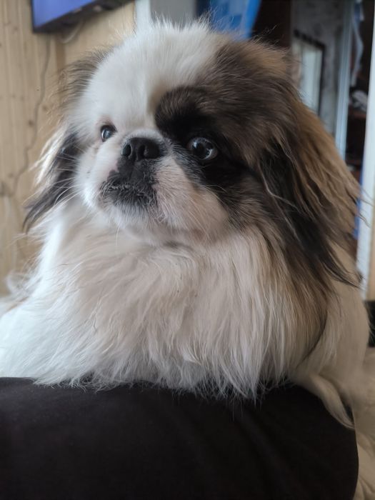 В'язка пекінеса !!