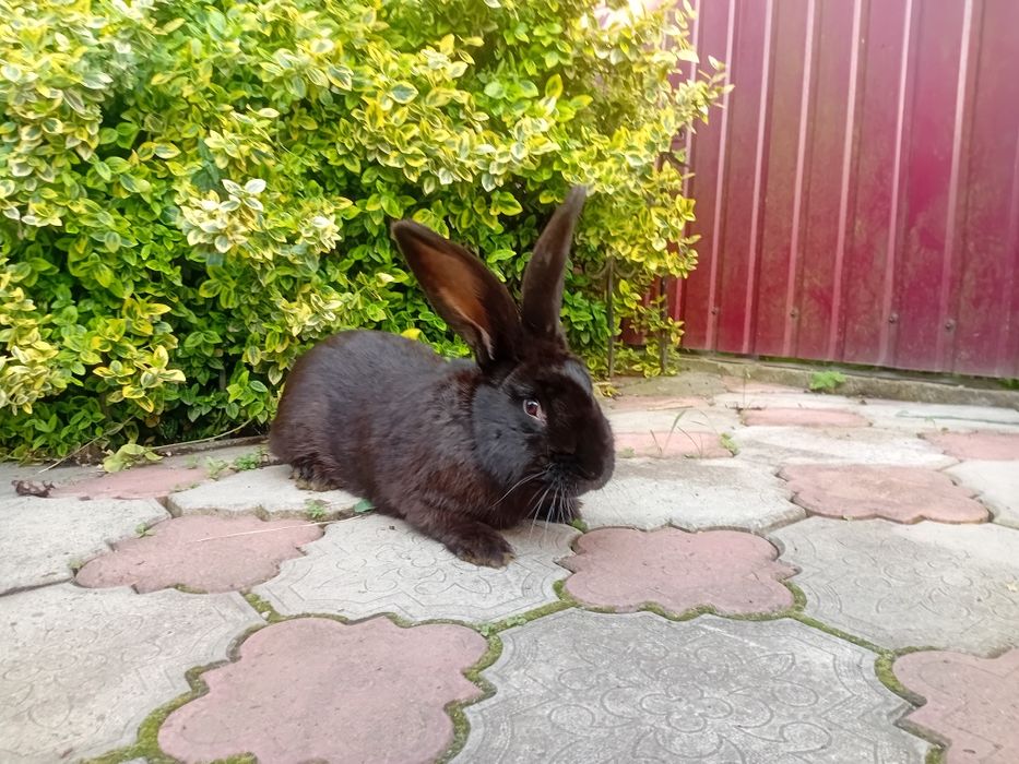 Продаються кролі