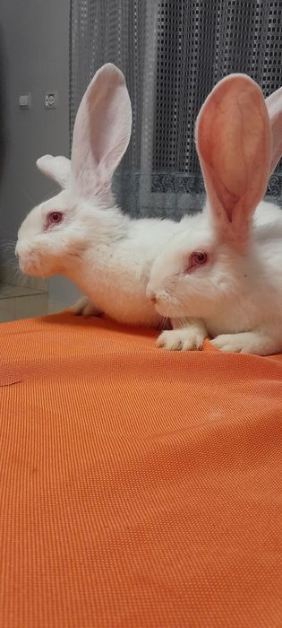 Кролики Фландер,