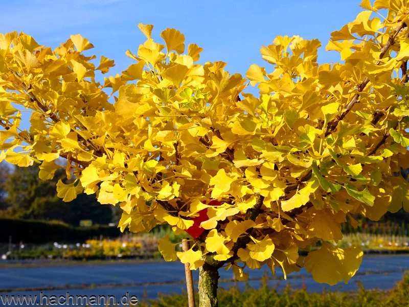 Miłorząb "Baldi" szczepiony na pniu, rzadka odmiana.