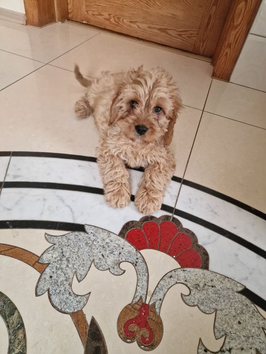 szczeniaczek cavapoo