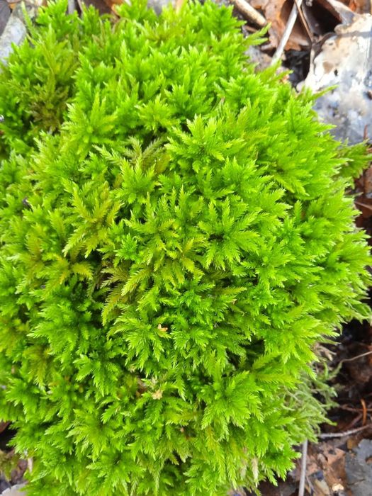 Продаю лісовий мох