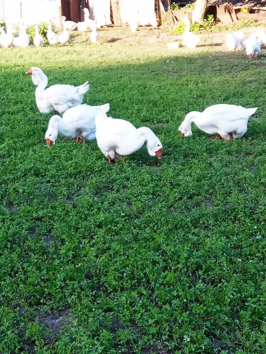 Продам гусей породи Холмогор
