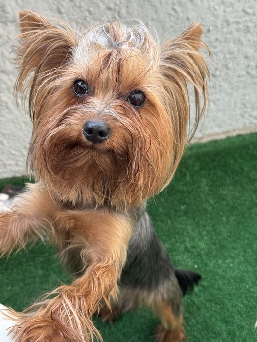 Вязка йорк стандарт