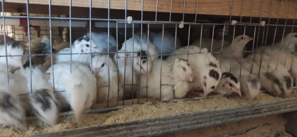 Продам перепілки