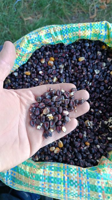 Kukurydza sucha dla gołębi i ptactwa