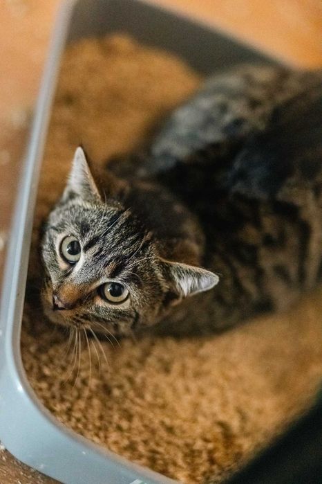 Kupimir szuka domu! Fundacja "Stawiamy na Łapy"