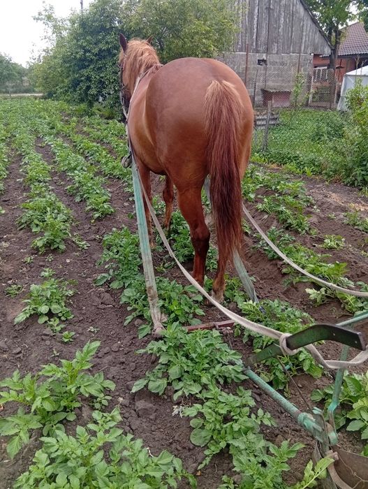 Продам робочу кобилу