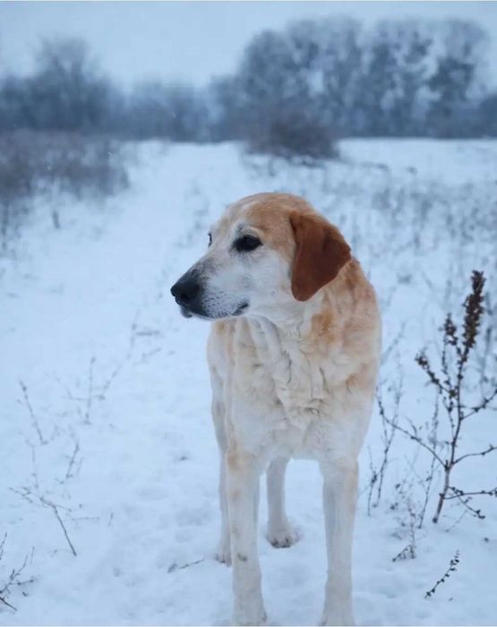 Віддам у добрі руки.