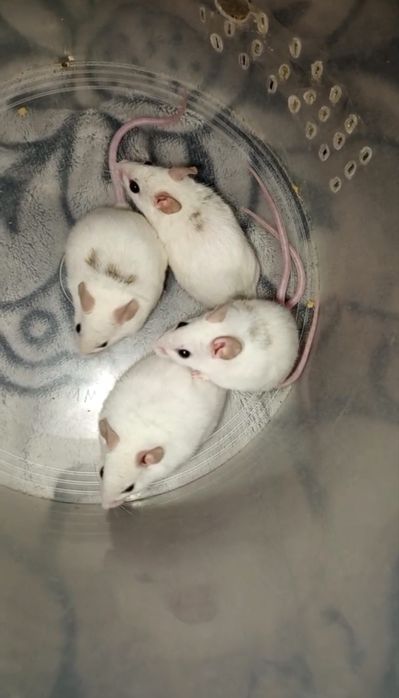 Мастомис мишь белая