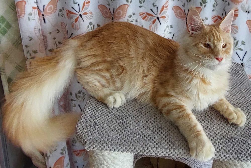 Kot Maine Coon   rodowód FPL