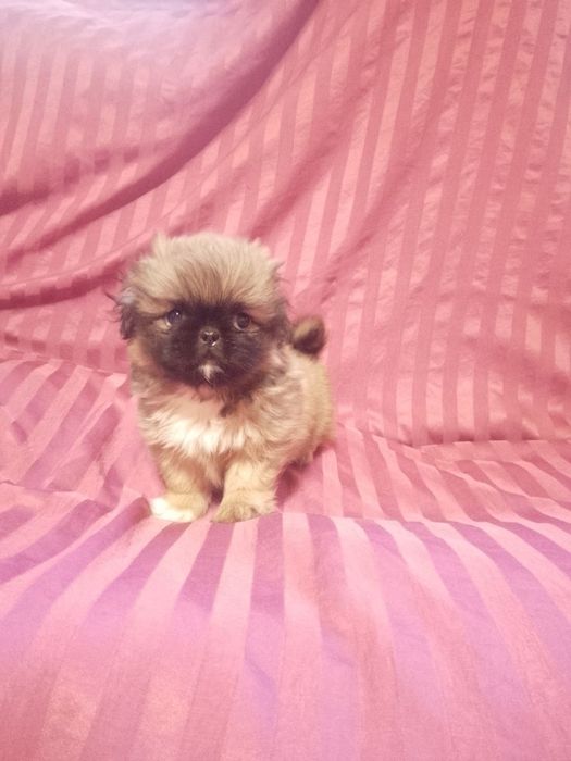 Продаються пекінеси!