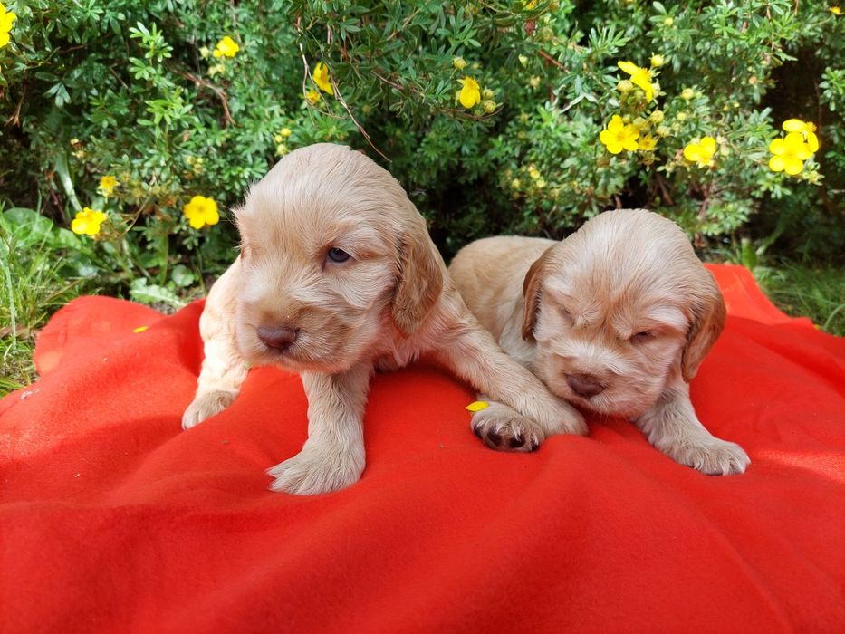Cocker Spaniel Angielski Szczeniaczek Suczka