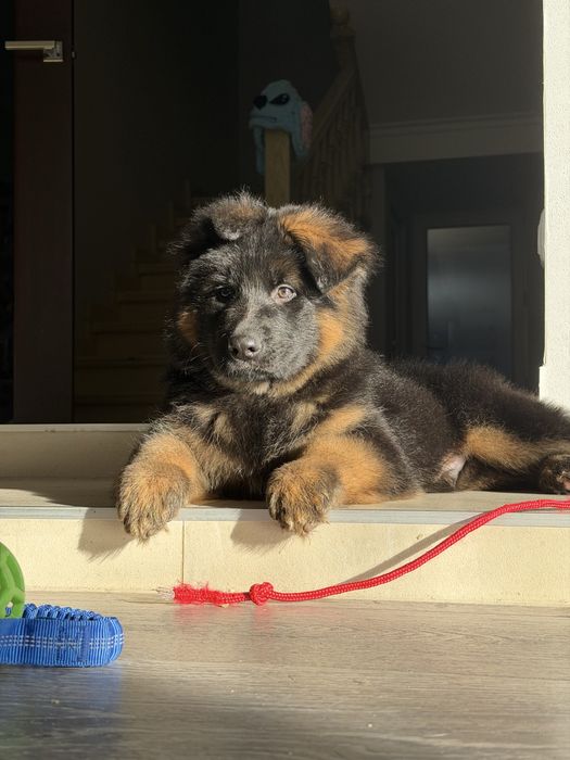 Німецька вівчарка ксу