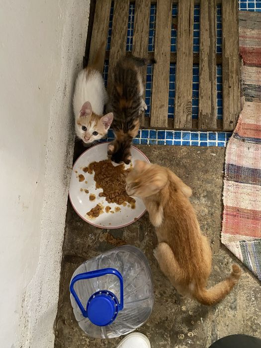 Gatinhos para adoção responsável zona Oeste