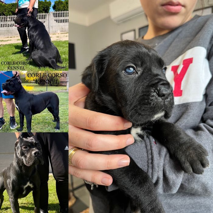 Cane Corso pies chłopak