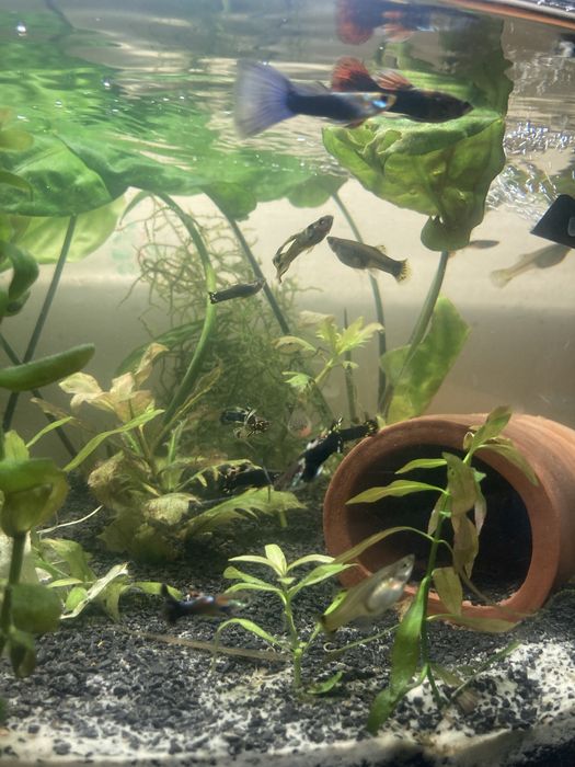 Gupiki mix samiczki samczyki różne kolory