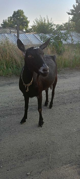 Продам молодих дійних кіз