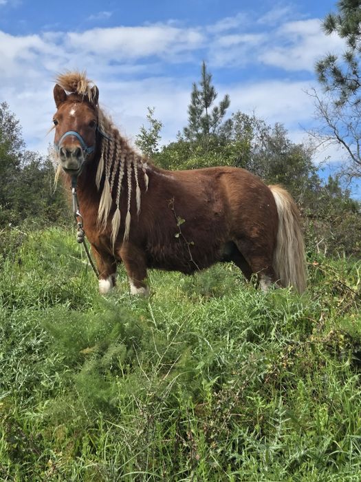 Vendo pónei macho