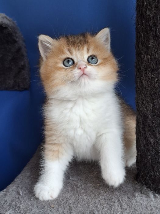 Macho scottish stright golden biclor