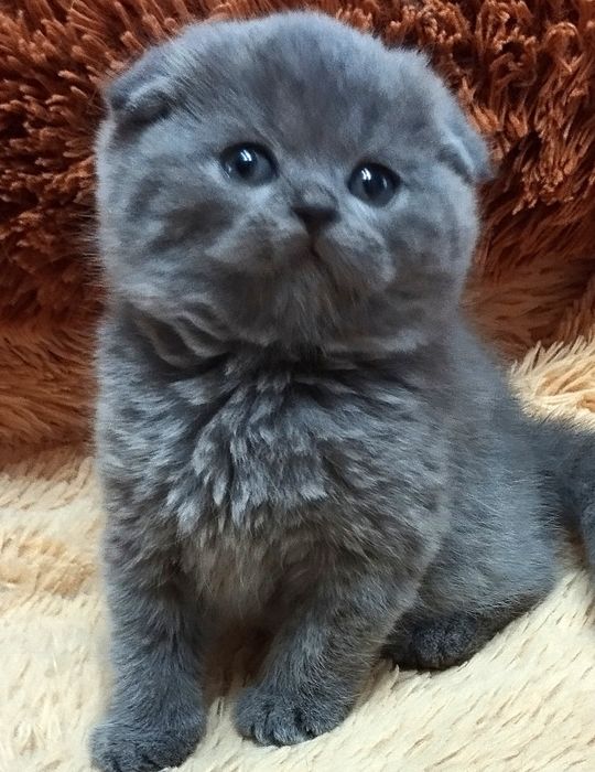 Шотландская скоттиш фолд мальчик
