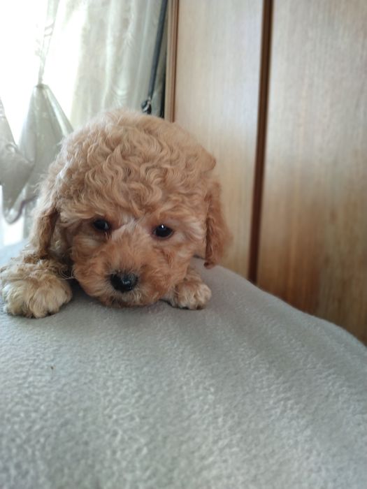 ГоМальчик мальтипушка