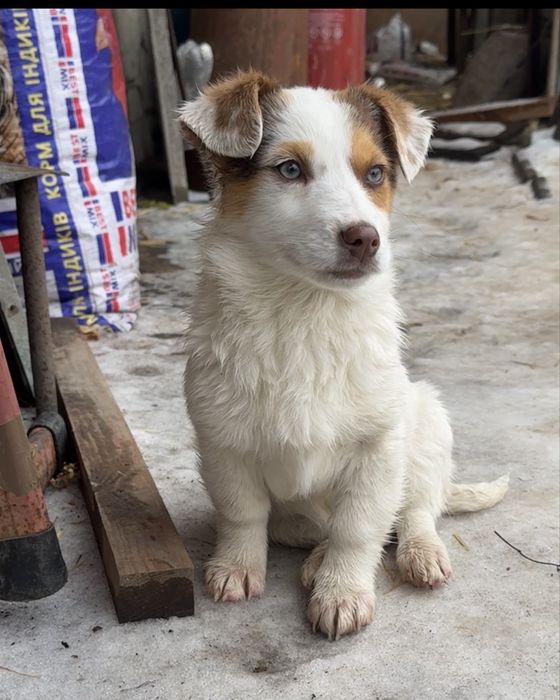 Цуценя - дівчинка (народилась 22.10)