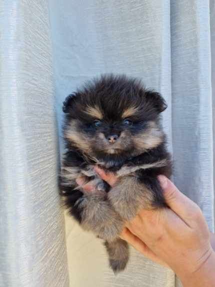 Piesek pomeranian szpic miniaturowy  orange black
