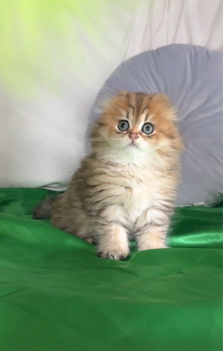 Хлопчик 1,5 місяці . Шотландське кошенятко.