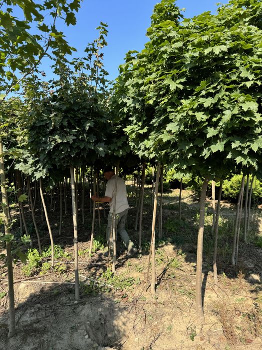 Klon szczepiony kulisty Globosum  obwód12-14cm