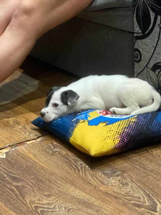 Очень красивый игривый щенок