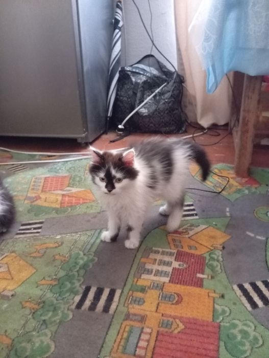 Відам кошеня у добрі руки