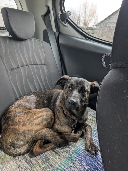 Дівчинка метис в сімʼю