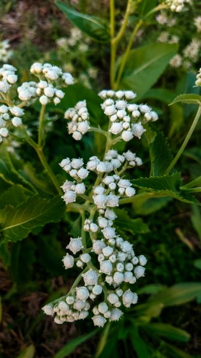 Семена лекарственных растений, Насіння лікарських трав