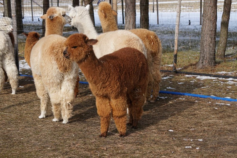 Alpaki młode samce Hodowla Monalpi alpaka farm
