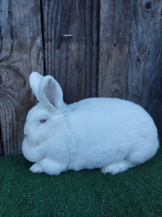 Samica nowozelandzki biały