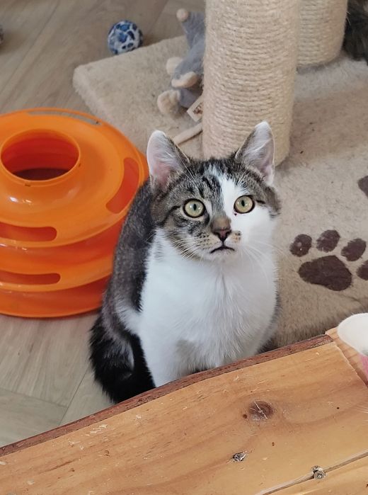 Parmezan i Chedar czekają na dom