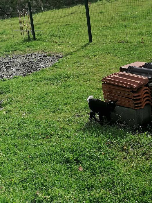 Vendo macho raça anã