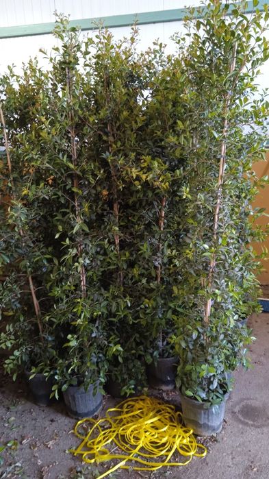 Eugenia newport 180/220 cm planta para sebe