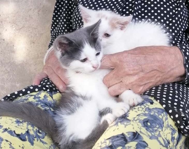 Віддам кошенят, котики в добрі руки