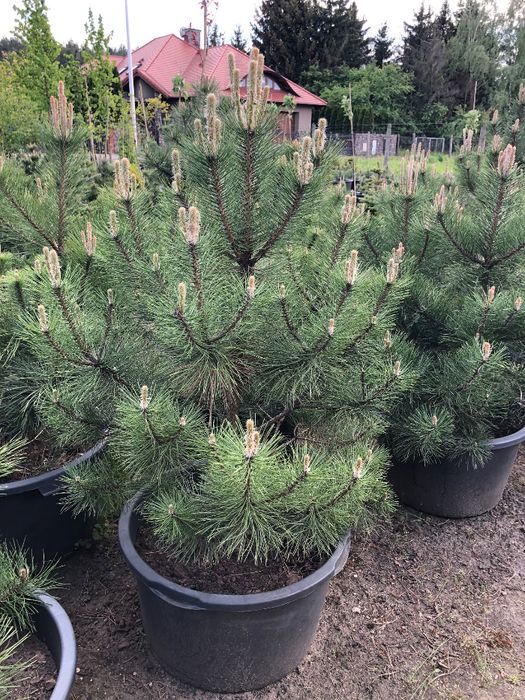 Sosna Czarna 'Pinus Nigra' wys ok. 100cm wys. Leszno wlkp.