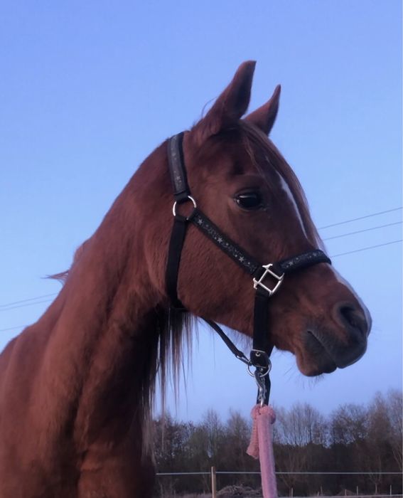 OKAZJA sprzedaż, zamiana