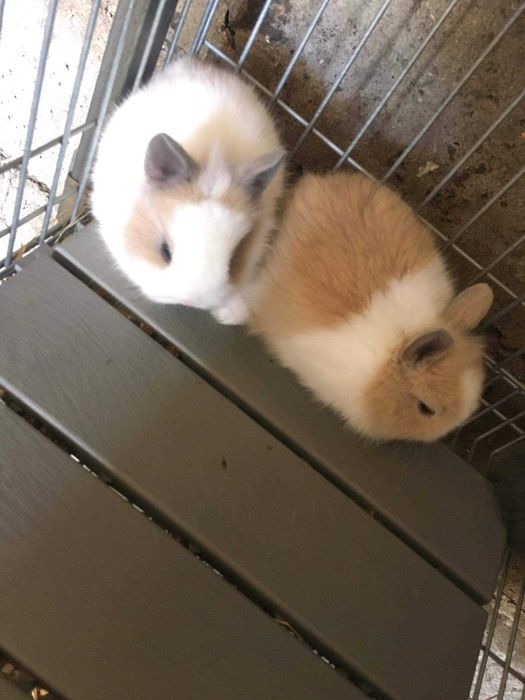 KIT Coelhos anões mini holandês lindíssimos