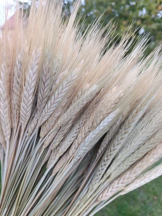 Колоски пшениці,жита,льон та сухоцвіти