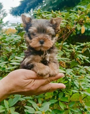 Yorkshire terrier  Piesek
