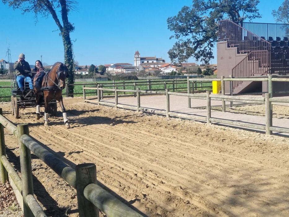 Atrelado de cavalos / égua