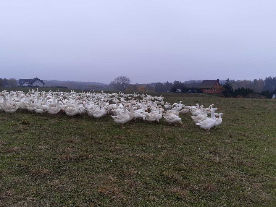 Gęsi, gęś biała kołudzka , młoda gęś owsiana. 21,5zł /kg żywej wagi