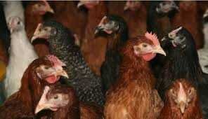 Kury NIOSKI z wolnego wybiegu ! Rosa Tetra Dominant Leghorn Sendi !!