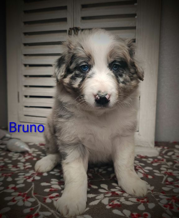 Border collie piesek Blue merle przebadani rodzice do odbioru